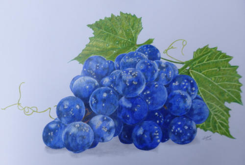Traube blau